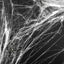 White spider web 60g